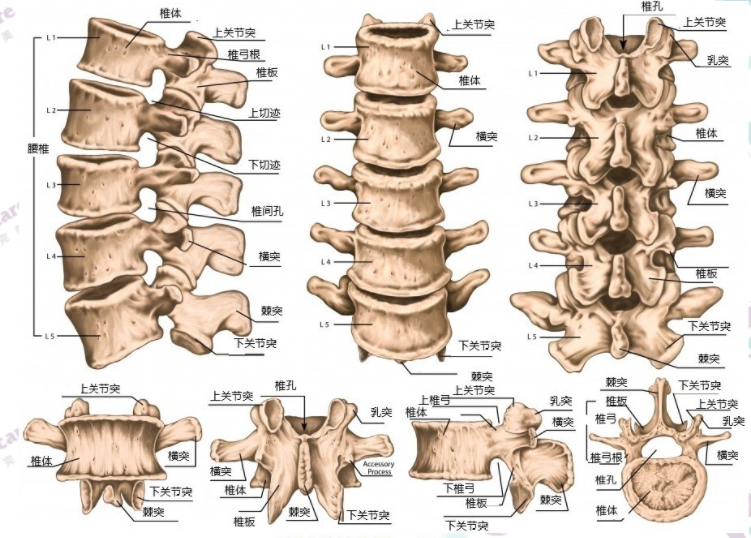 腰椎关节结构图.